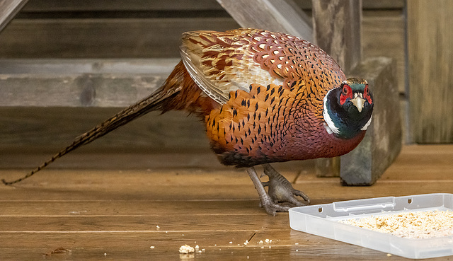 Phil the pheasant