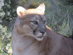 Mountain Lion