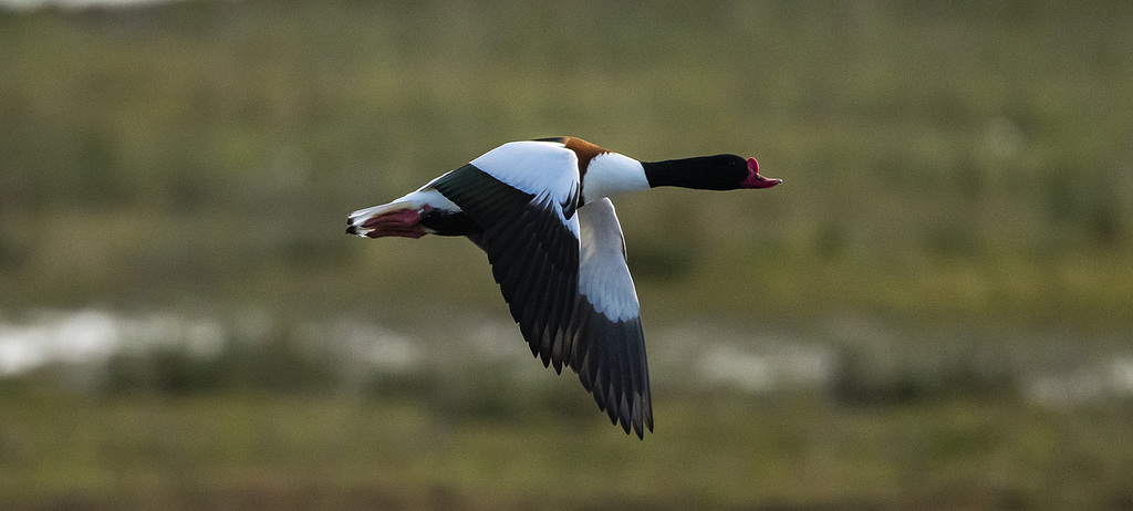 Shelduck
