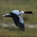 Shelduck