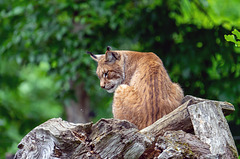 Bad Mergentheim (Wildpark)