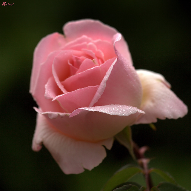 Une rose arrosée