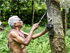 Rubber Tapper, Periyar