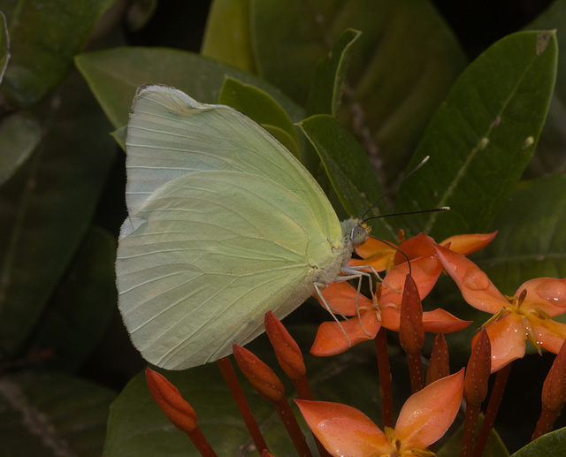 IMG 2005 Butterfly-2