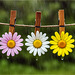 3 Blüten im Regen