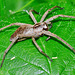 Nursery-web Spider. Pisauridae. Hunting spider