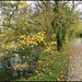 Thames Path in autumn