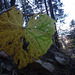 20151111 Rando Vercors Col de Montaud (130) al