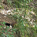 Jumps of a red squirrel in the woods