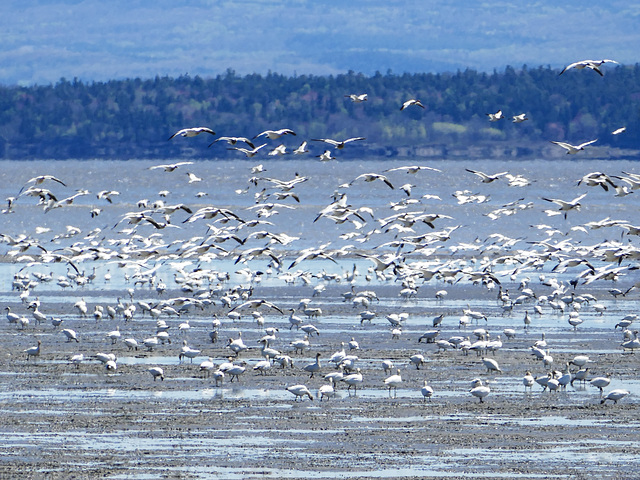 Day 12, Snow Geese, Cap Tourmente Wildlife Area, Quebec