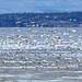 Day 12, Snow Geese, Cap Tourmente Wildlife Area, Quebec