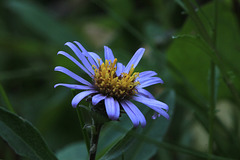 Pacific Aster