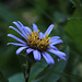 Pacific Aster