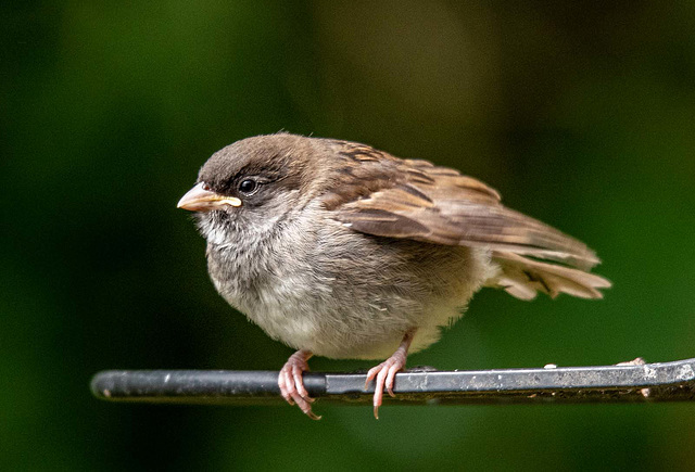 Young sparrow