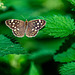 Speckled wood butterfly