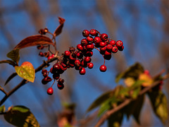Red Berries
