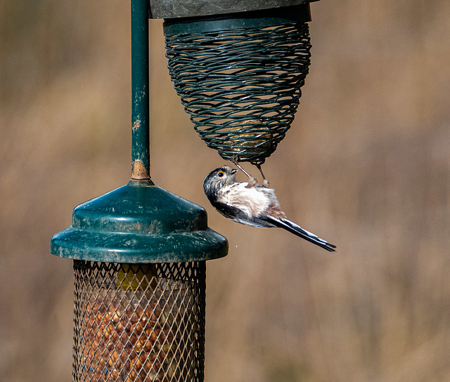 Long tailed tit