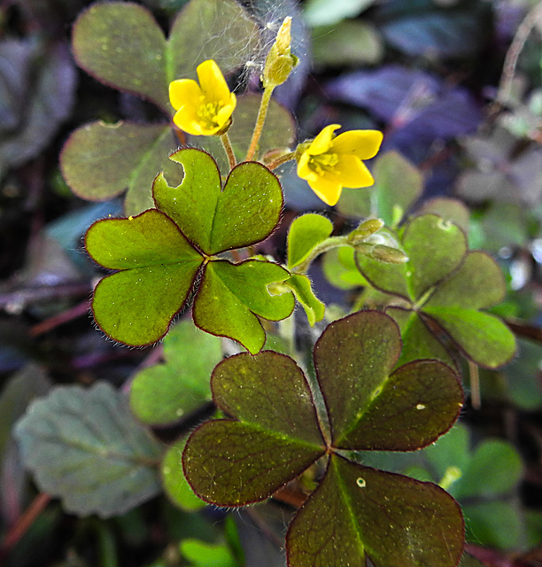 20200601 7812CPw [D~LIP] Gehörnter Sauerklee (Oxalis corniculata), Bad Salzuflen