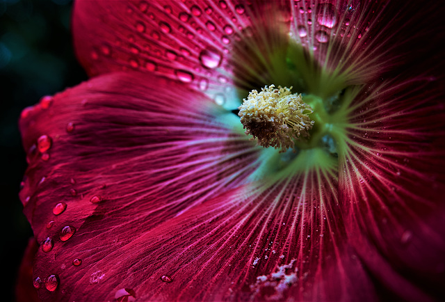 Hollyhock