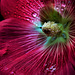 Hollyhock