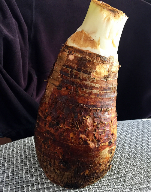 Big Taro root / Corm