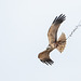 Marsh harrier