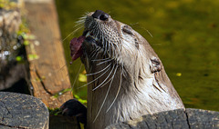 Bad Mergentheim (Wildpark)