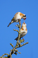 Ein Stieglitz-Liebespaar - A pair of goldfinch lovers - PiPs