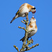 Ein Stieglitz-Liebespaar - A pair of goldfinch lovers - PiPs