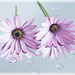 Osteospermum