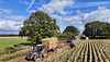 Harvesting the corn