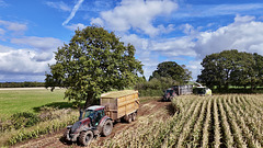 Harvesting the corn