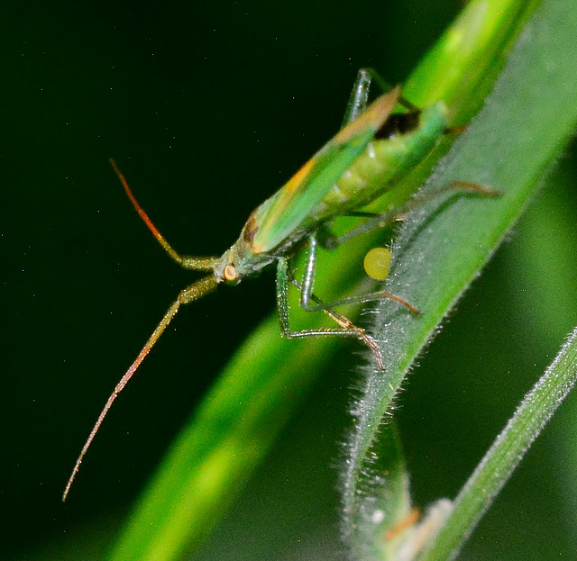 Plant Bug. Stenodema laevigatum