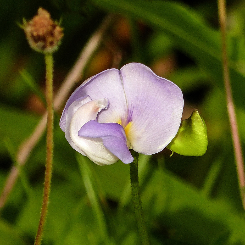 Tropical flower, Trinidad