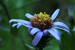 Pacific Aster