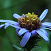 Pacific Aster