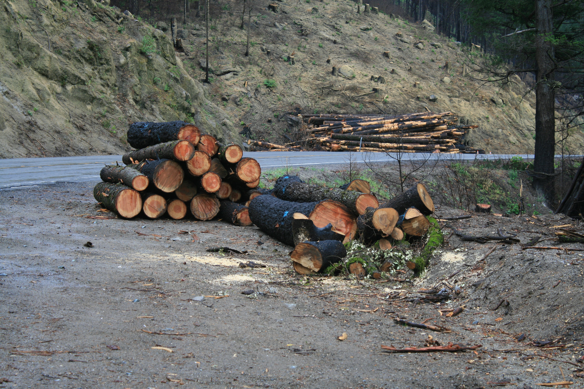 Salvage logging