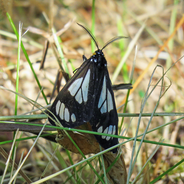 Police Car Moth