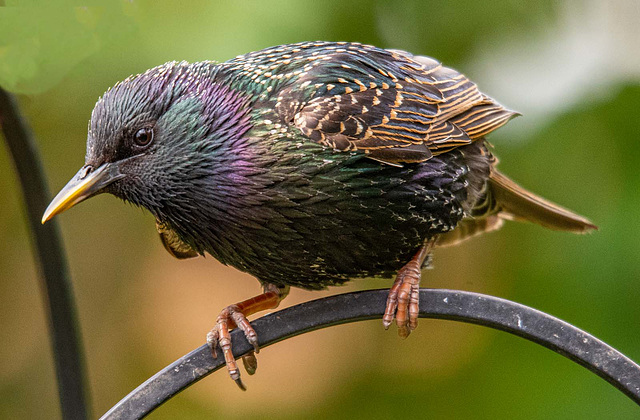 Starling