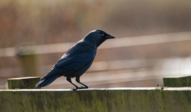 Jackdaw