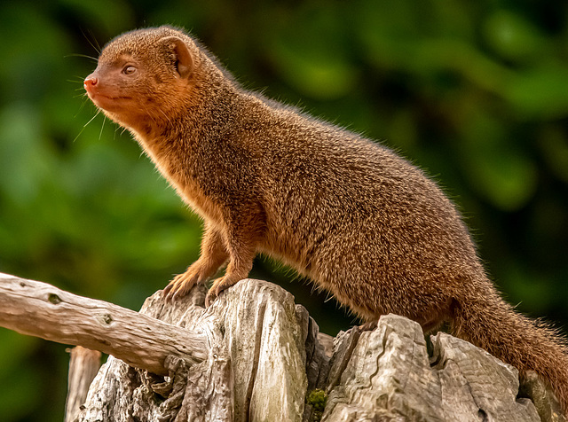 Mongoose