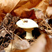 Pilz im Herbstlaub