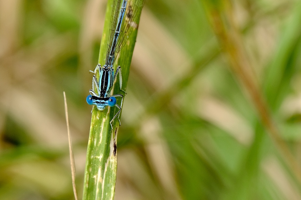 Blaue Federlibelle