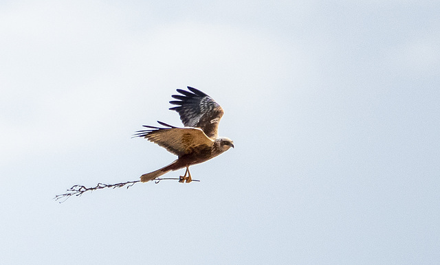 Marsh harrier