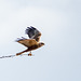 Marsh harrier