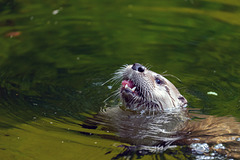 Bad Mergentheim (Wildpark)