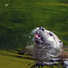 Bad Mergentheim (Wildpark)