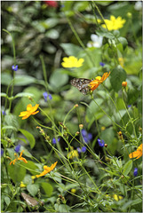 Butterfly Garden, Kumarakom