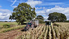 Harvesting the corn