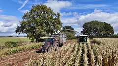 Harvesting the corn